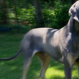 Scoob - Great Dane