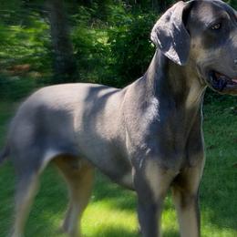 Scoob - Great Dane