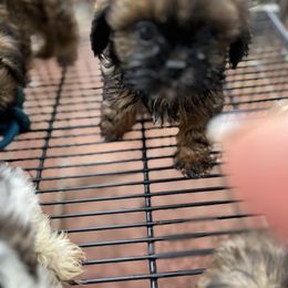 Sofia - Sable female Shih Tzu puppy in St. Helena, California from Sattui little Shih Tzu of Napa Valley