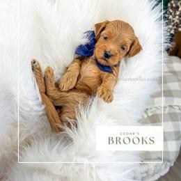 B R O O K S - Red  male Goldendoodle puppy in Cedar City, Utah from Cedar Doodles- Home of the Teddybear Goldendoodle