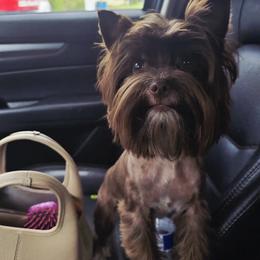 Chance - Yorkshire Terrier