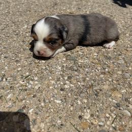 Roxy - Blue merle female Miniature Australian Shepherd puppy in Marion, Michigan from Highland Hills Mini Aussies