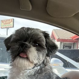 Yuki - Shih Tzu