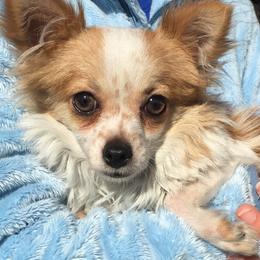 Mallaki - Chihuahua
