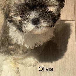 Shih Tzu Puppies from BVPT puppies