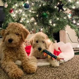 Goldendoodle Puppies from High Desert Goldendoodles