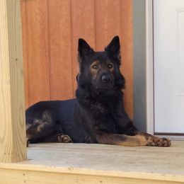 Nicco - German Shepherd