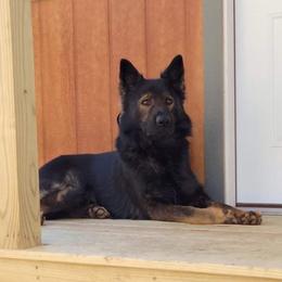 Nicco - German Shepherd