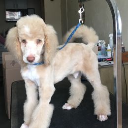 Goldendoodle, Golden Retriever, and Poodle Puppies from Studmuffin Services