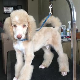 Goldendoodle, Golden Retriever, and Poodle Puppies from Studmuffin Services