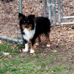 Buddy - Toy Australian Shepherd