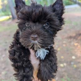 Princess - Liver female Yorkshire Terrier puppy in Gaylesville, Alabama from Sweet Alabama Yorkies