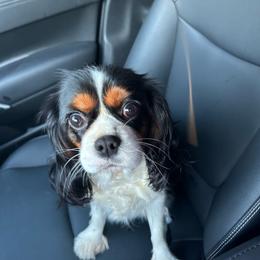 Faith - Cavapoo