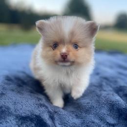 Chip - Chocolate parti male Pomeranian puppy in Stuart, Virginia from Lil Aussie Posse