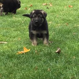 German Shepherd Puppies from Dawnhill