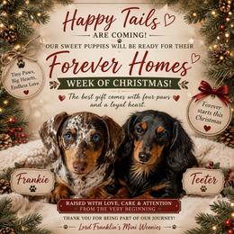 Dachshund puppies from Lord Frank’s Mini Weeniers