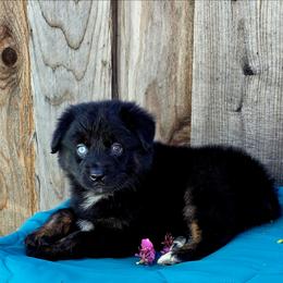 Cooper - Black tri male Miniature Australian Shepherd puppy in Stevinson, California from Aussies De Linares