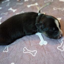 Flint (grey) - Black tri-color male Australian Shepherd puppy in Okeechobee, Florida from Rothsolid Puppies