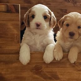 Australian Labradoodle Puppies from Shadow Pine Australian Labradoodles