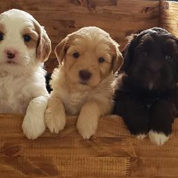 Australian Labradoodle Puppies from Shadow Pine Australian Labradoodles