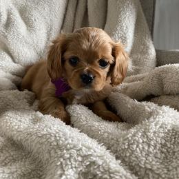 Cavalier King Charles Spaniel and Companion Cross Puppies from Bluffroads Cavaliers and Chiliers