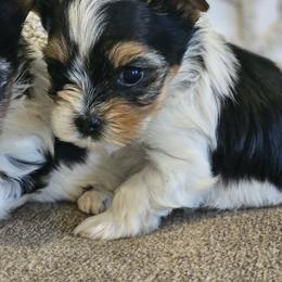 Opie - Black tan and white male Biewer Terrier puppy in Cookeville, Tennessee from Strait Layne Biewers