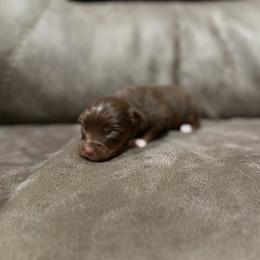 Bailey - Fall Sale - Red tri female Miniature Australian Shepherd puppy in Oronogo, Missouri from Dutton's Show Me Farms
