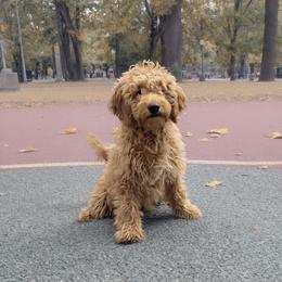 Lisa - Goldendoodle