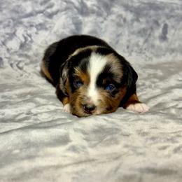 Fanta - Blue merle female Miniature Australian Shepherd puppy in Lincoln, California from Country Dreams Mini Aussies