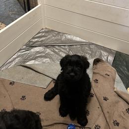 Periwinkle - Black female Giant Schnauzer puppy in Woodstock, Virginia from Seven Bends Giants