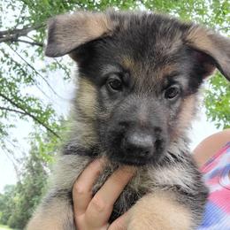White - Black and red male German Shepherd puppy in Coatesville, Pennsylvania from Jessica's German Shepherds