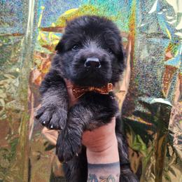 Chili Mango - Black and tan male German Shepherd puppy in Fort Jennings, Ohio from Von Holtzapple German shepherds