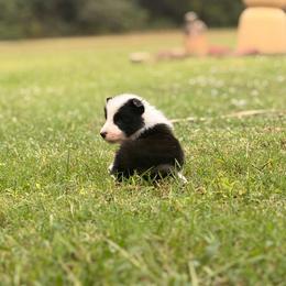 Happy - Black and white male Border Collie puppy in Ripley, Oklahoma from Adventure5 Border Collies