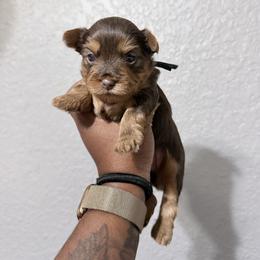 Nicky - Chocolate and tan male Yorkshire Terrier puppy in Jacksonville, Florida from TLJ Choco Yorkie Love