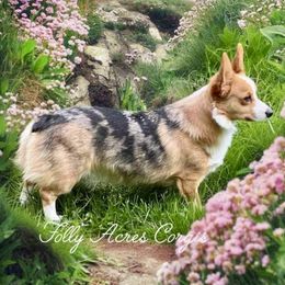 Tink - American Corgi