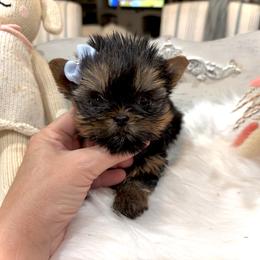 Maltese and Yorkshire Terrier Puppies from tatortot pup