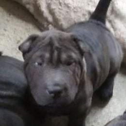 Chinese Shar-Pei Puppies from Annette's Shar-Peis
