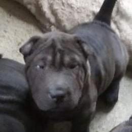 Chinese Shar-Pei Puppies from Annette's Shar-Peis
