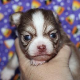 Boy 2 - male Chihuahua puppy in Cache, Oklahoma from Charming Lil Chihuahuas