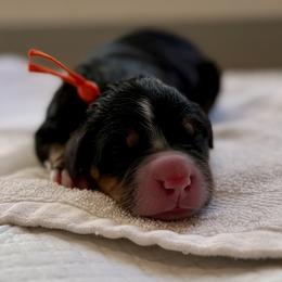 Flash (Red Collar) - Black rust and white male Bernese Mountain Dog puppy in Stanwood, Washington from Butter Cup Pups and Paws