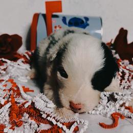 Junior mint - Blue merle female Australian Shepherd puppy in Chaplin, Connecticut from Mystic Moon