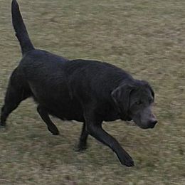 Cami - Dilute Retriever
