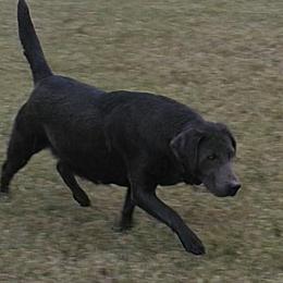 Cami - Dilute Retriever