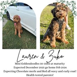 UPCOMING LITTER: READ DESCRIPTION - Merle male Goldendoodle puppy in Fort Myers, Florida from Gandy’s Tails of Joy