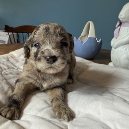 Aussiedoodle and Cockapoo Puppies from Sassy Bob’s Designer Dogs