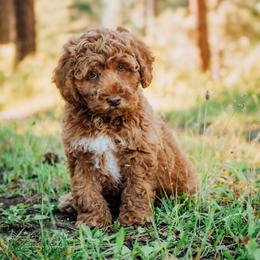 Alvin - Red and white male Cockapoo puppy in Dixon, Montana from Super Z Kennels