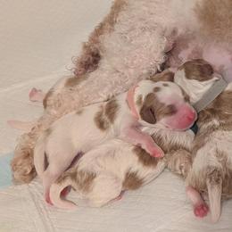 Pink - Blenheim female Cavapoo puppy in Newport, North Carolina from Crystal Coast Cavapoodles