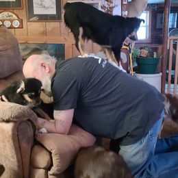 Miniature Australian Shepherds and Toy Australian Shepherds from Kings Point Mini and Toy Aussies