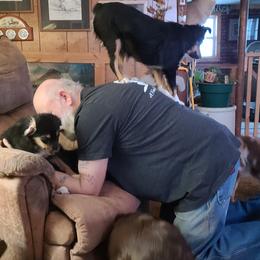 Miniature Australian Shepherds and Toy Australian Shepherds from Kings Point Mini and Toy Aussies