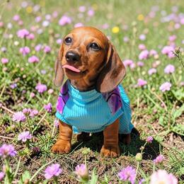 Lyra - A little bit of spice - Red female Dachshund puppy in Mountain Grove, Missouri from Blueprint K9 Dachshunds- www.BlueprintK9.com